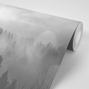 Fototapeta czarno-biała mgła nad lasem
