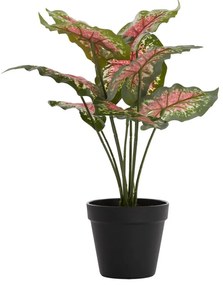 Sztuczna roślina (wysokość 40 cm) Caladium – Light &amp; Living