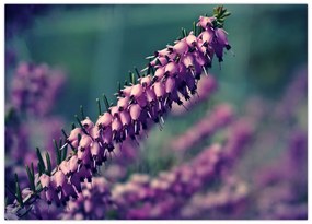 Obraz na szkle - fioletowy kwiat (70x50 cm)