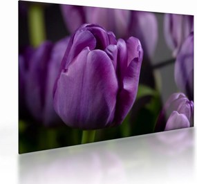 Obraz na szkle - kwiaty tulipanów (70x50 cm)