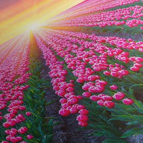 Obraz pole tulipanów ze słońcem (125x70 cm)