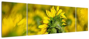 Obraz słonecznika (170x50 cm)