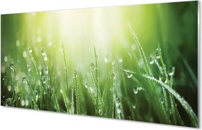 Szklany Panel Trawa w Promieniach Słońca