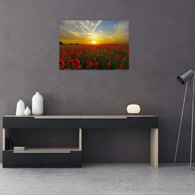 Obraz pola maków (70x50 cm)