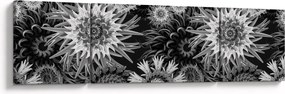 Obraz - Czarne i białe osty (170x50 cm)