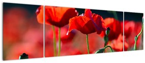 Obraz - maki (170x50 cm)