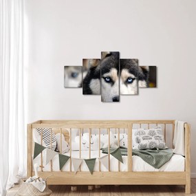 Obraz psa husky (125x70 cm)
