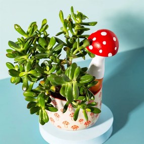 Terakotowy irygator do podlewania kwiatów Mushroom – Sass &amp; Belle