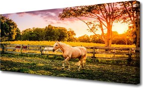 Obraz na płótnie Dzikie Konie na Pastwisku