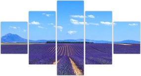 Obraz - Pole lawendy (125x70 cm)