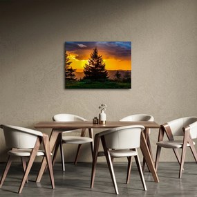 Obraz - drzewa iglaste (70x50 cm)