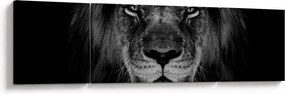 Obraz - lew i jego majestatyczność (170x50 cm)