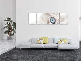 Obraz - Kot z niebieskimi oczami (170x50 cm)