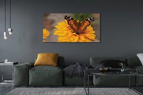 Obraz na płótnie Kolorowy Motyl i Kwiat