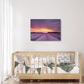 Obraz na szkle - Pole lawendy (70x50 cm)