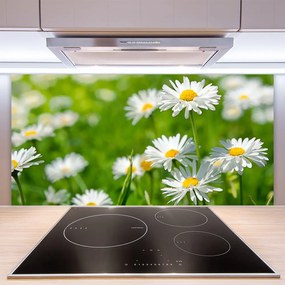 Panel Szklany Skromność Polnej Stokrotki