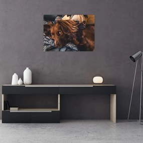 Obraz na szkle - leżące psy (70x50 cm)