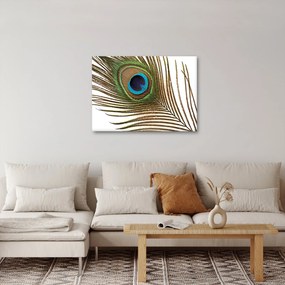 Obraz pawich piór (70x50 cm)