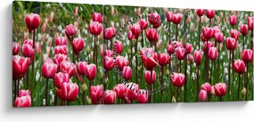 Obraz tulipanów (z zegarem) (90x30 cm)