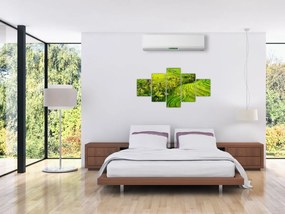 Obraz - Pola ryżowe (125x70 cm)