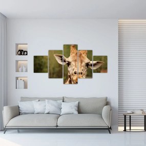 Obraz żyrafy (125x70 cm)