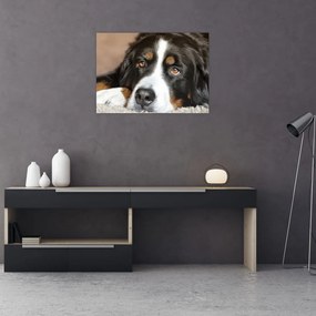 Obraz na szkle psa (70x50 cm)