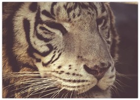 Obraz na szkle tygrysa (70x50 cm)