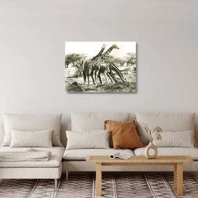 Obraz na szkle - Żyrafy, vintage (70x50 cm)