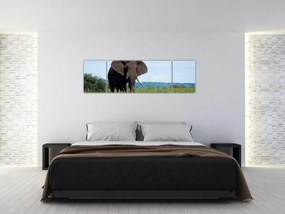Obraz słonia (170x50 cm)