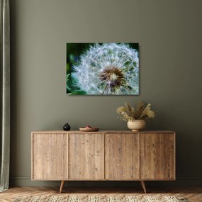 Obraz na szkle - przekwitnięty dmuchawiec (70x50 cm)
