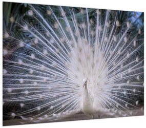 Obraz - Biały paw (70x50 cm)
