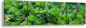 Obraz sukulentów (170x50 cm)