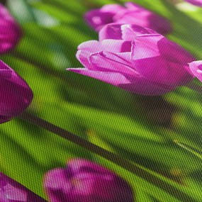Obraz tulipanów na łące (125x70 cm)