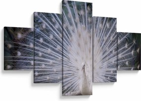 Obraz - Biały paw (125x70 cm)