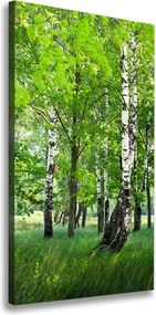 Foto obraz canvas pionowy Las brzozowy