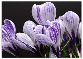 Obraz na szkle - Fioletowe krokusy (70x50 cm)