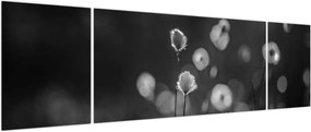 Obraz - Trawa bawełniana na łące (170x50 cm)