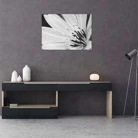 Obraz - Czarno-biały kwiat (70x50 cm)