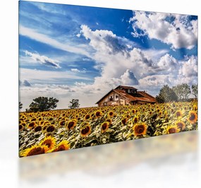 Obraz na szkle - pole słoneczników (70x50 cm)