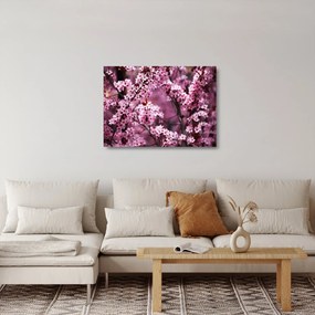 Obraz na szkle - Różowa sakura (70x50 cm)