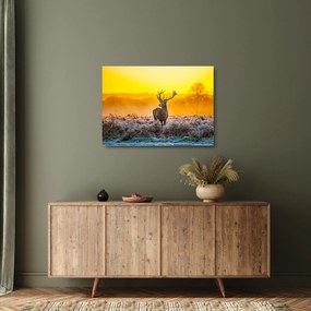 Obraz na szkle - Jeleń o wschodzie słońca (70x50 cm)