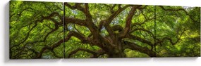 Obraz - Zielone drzewo (170x50 cm)