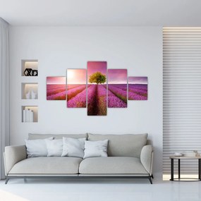 Obraz pola z lawendą (125x70 cm)