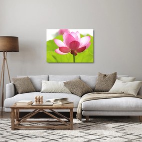 Obraz na szkle kwiatu lotosu (70x50 cm)