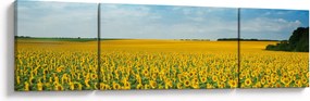 Obraz - ciąg słoneczników (170x50 cm)