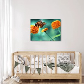 Obraz na szkle motyla (70x50 cm)