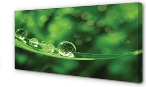 Obraz canvas na ścianę Zbliżenie na Krople Rosy