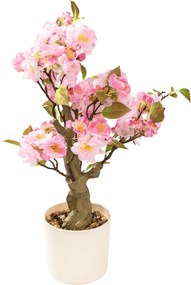 Kwitnące Drzewko Sakura Pink w doniczce 50 cm