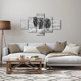 Obraz - Szkockie krowy, czarno - biały (125x70 cm)