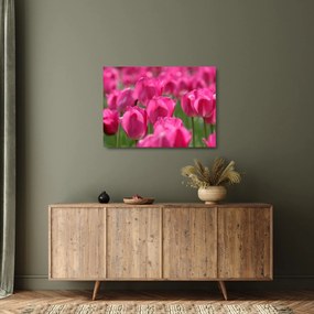 Obraz na szkle - Różowe tulipany (70x50 cm)